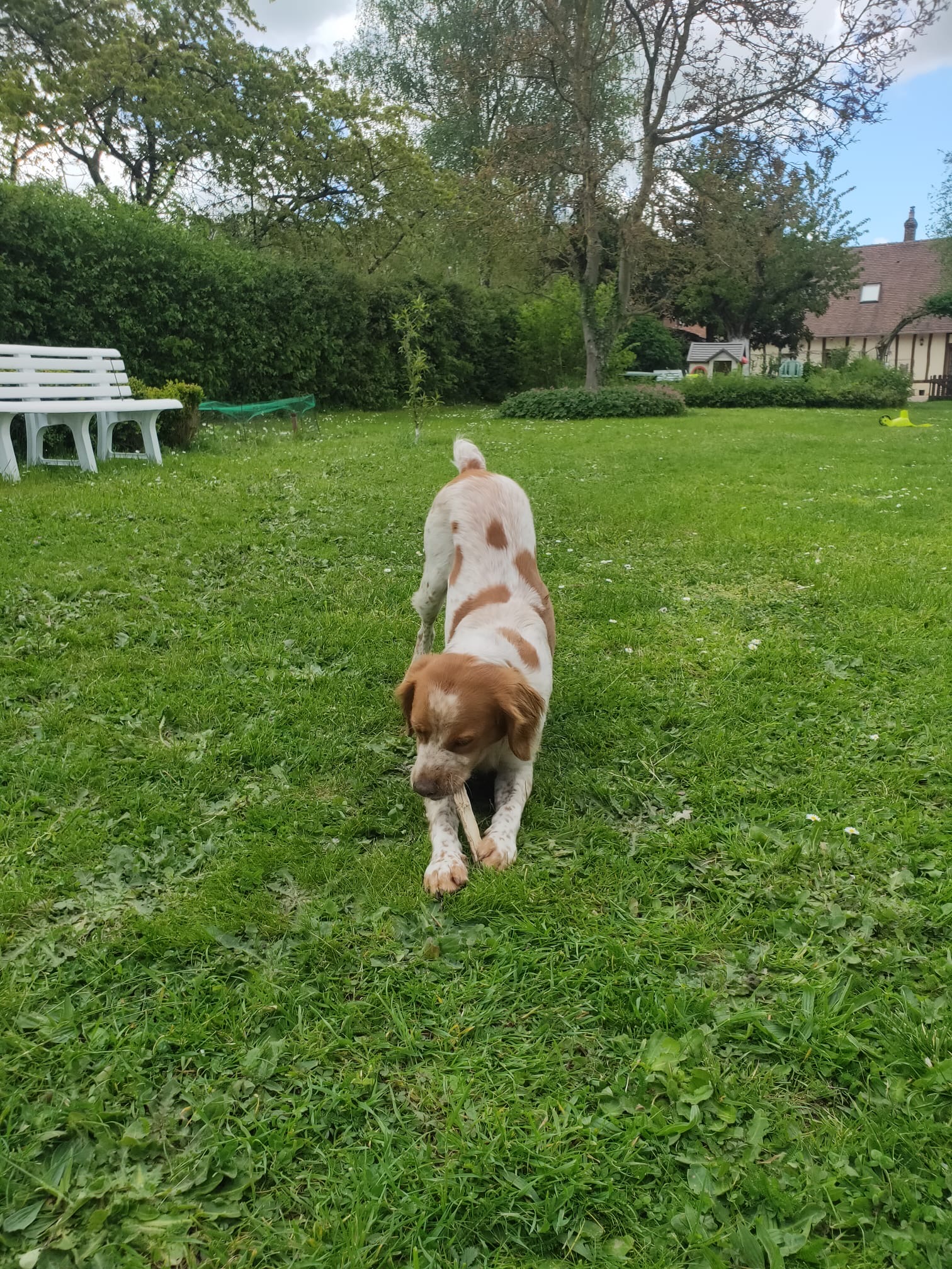 Chien en liberté dans le jardin de la pension canine au royaume des petits vikings