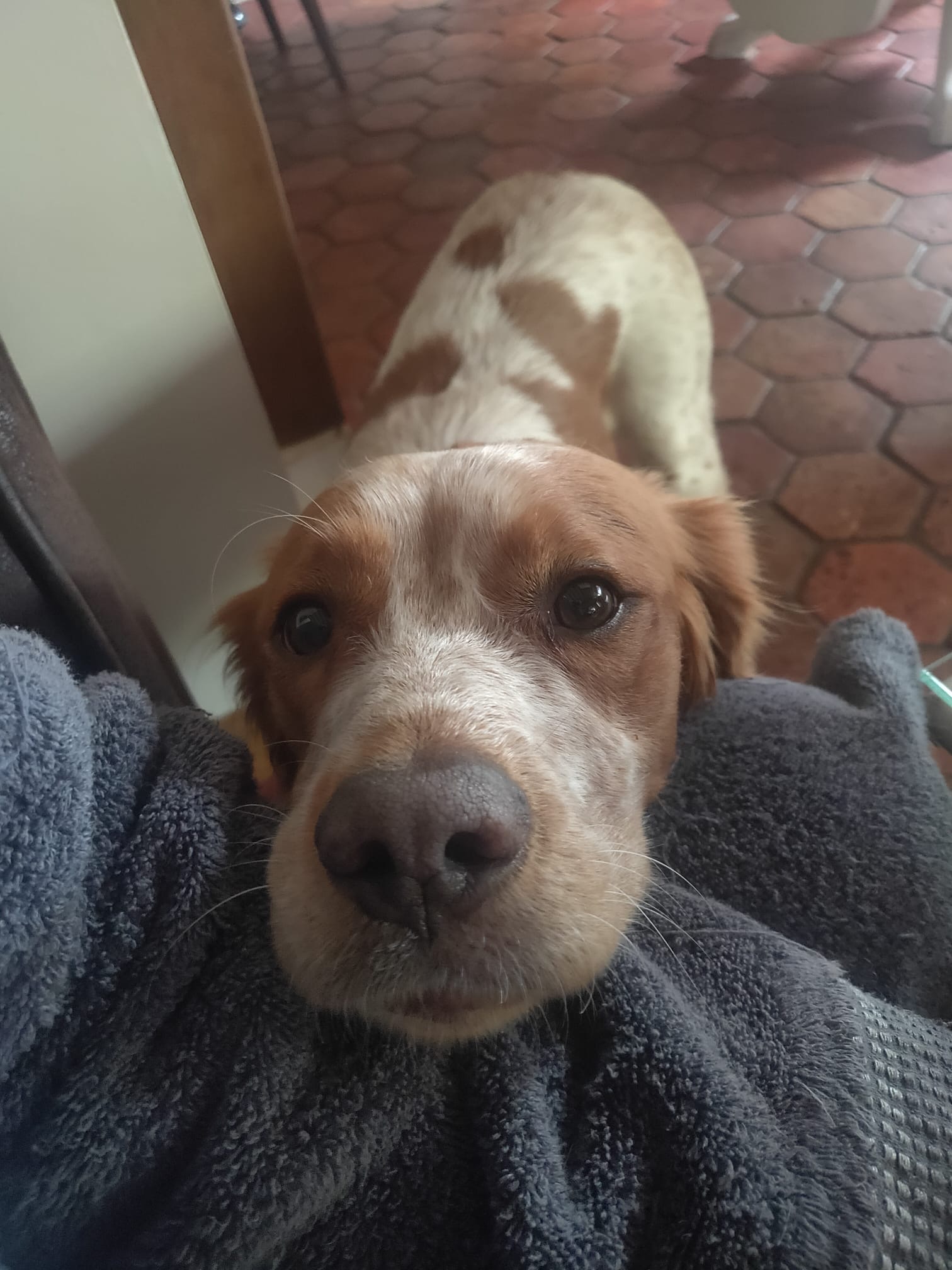 Portrait d'un chien pensionnaire au royaume des petits vikings